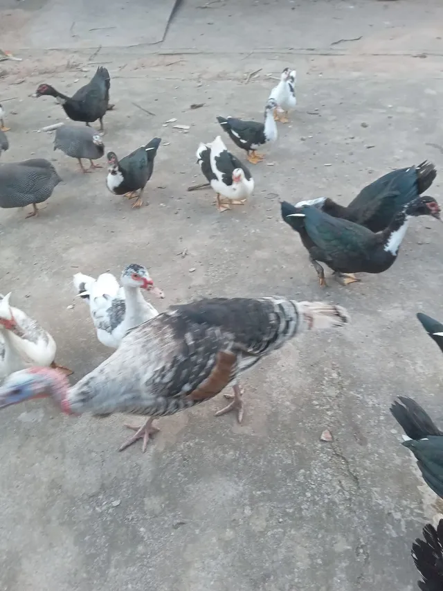 Patos canoa 