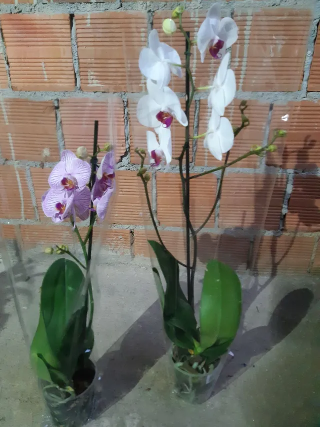 Vendo plantas 