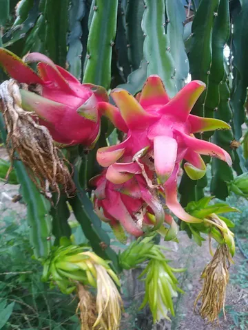 Temos PITAIA vender fraquinhas direto da natureza, 