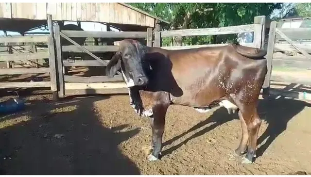 Vacas girolandas amojadas 