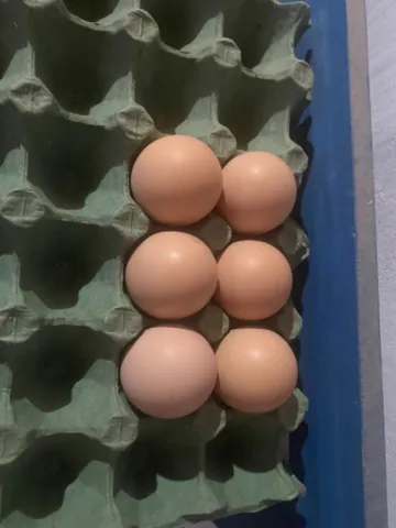 Vendo meia dúzia de ovos de gsb 80,00