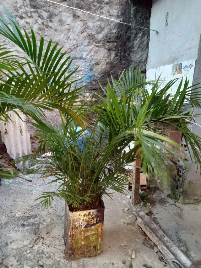 plantas Palmeiras grandes ($40 cada)