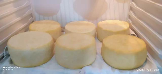 Queijo disponível 