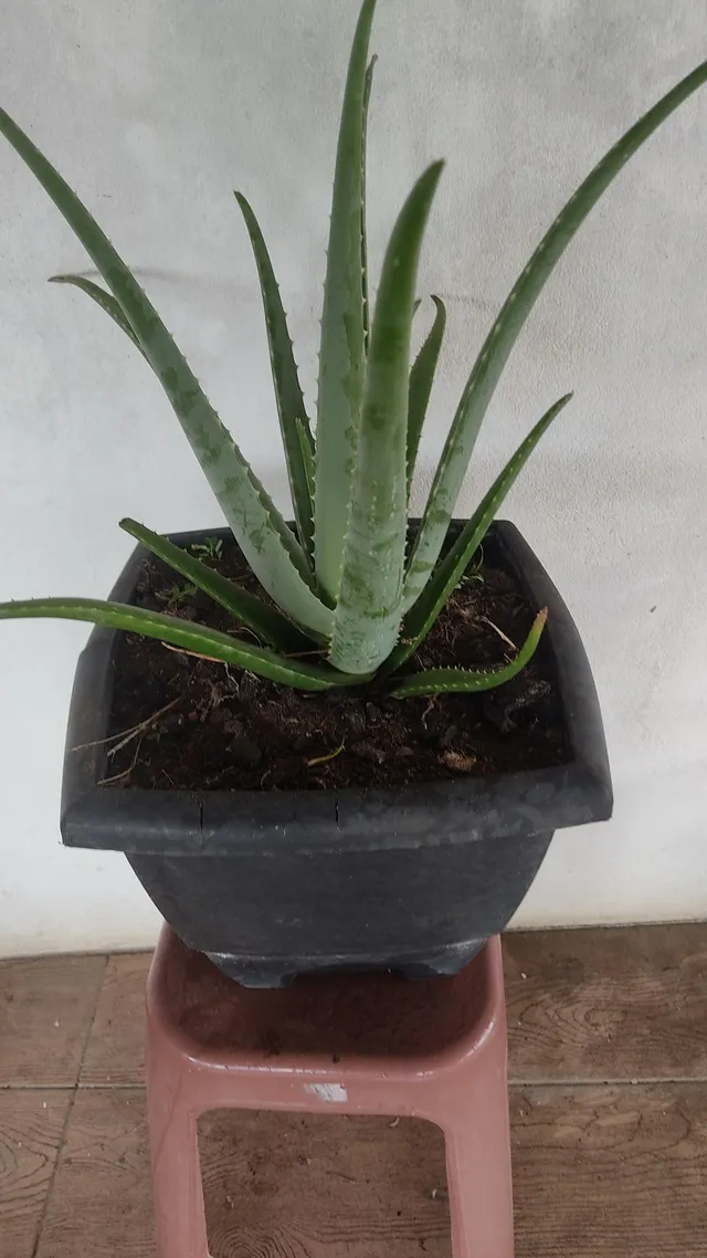 Babosa.