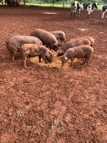 Porco Caipira tratado no milho