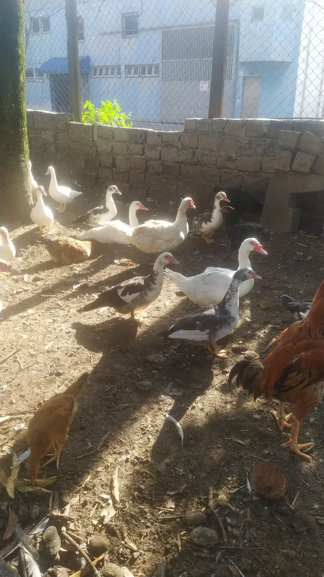 Animais de alto patrão criado em quintal