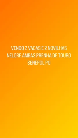 Vendo 2 vacas 2 novilhas Nelore 