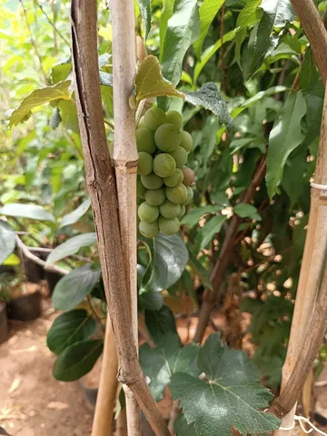 Frutíferas produzindo, Uberlândia MG.
