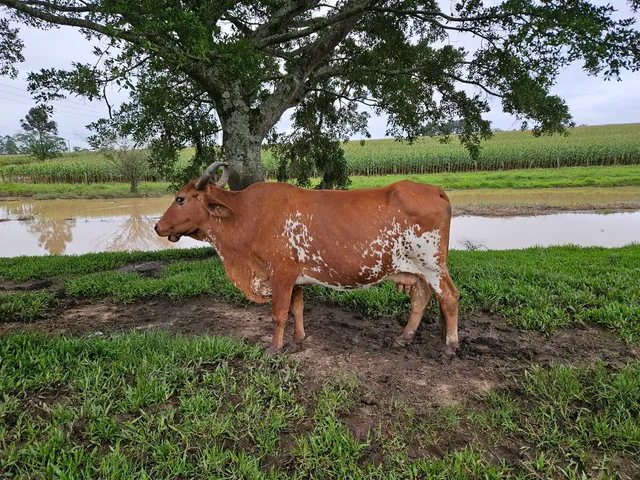 VACA à venda, porte grande