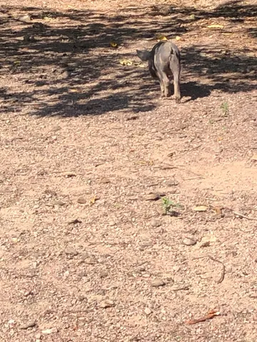 Vendo de Leitões Caipira 