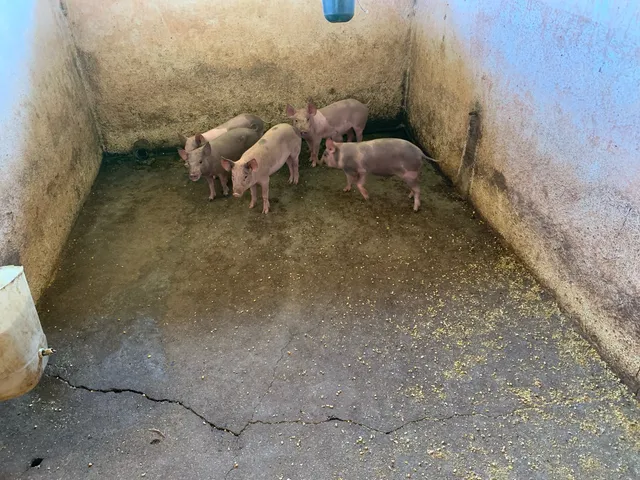 Vendo leitoa e leitão caipira (promoção ano novo)