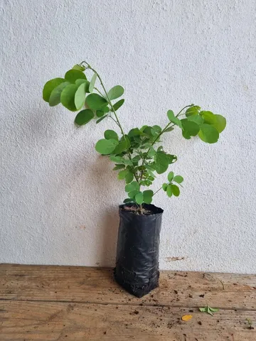Kit mudas de sansao do campo 
