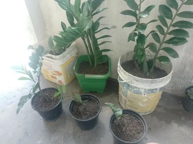 Zabiapulba 