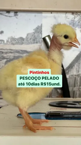 Pintinhos 