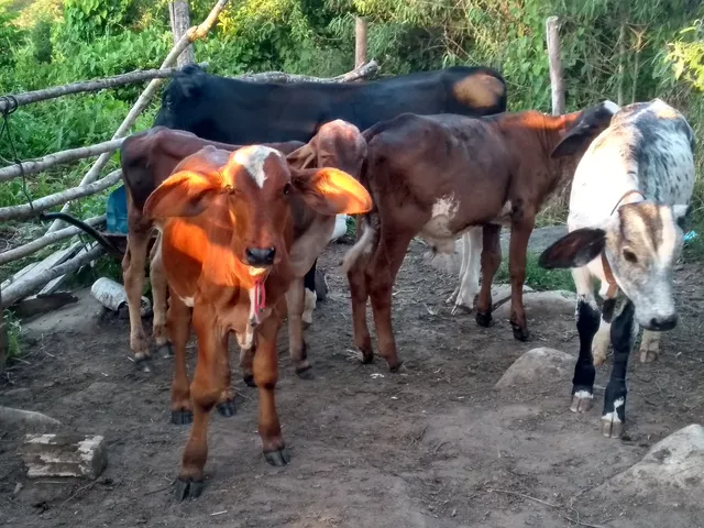 Bezerr0s machos para touro engorda