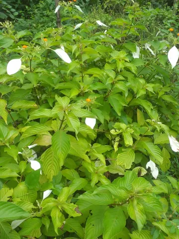 Mudas de mussaenda