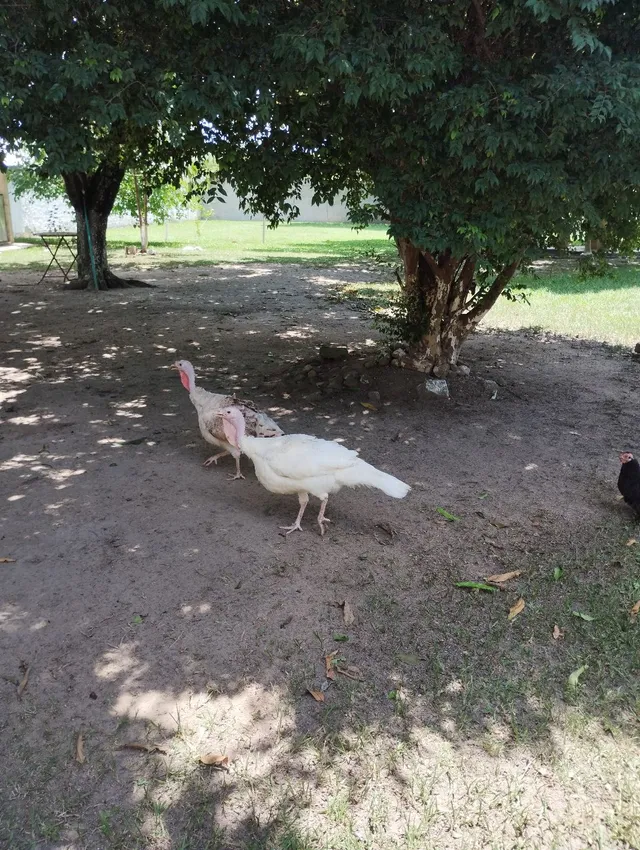Casal de peru