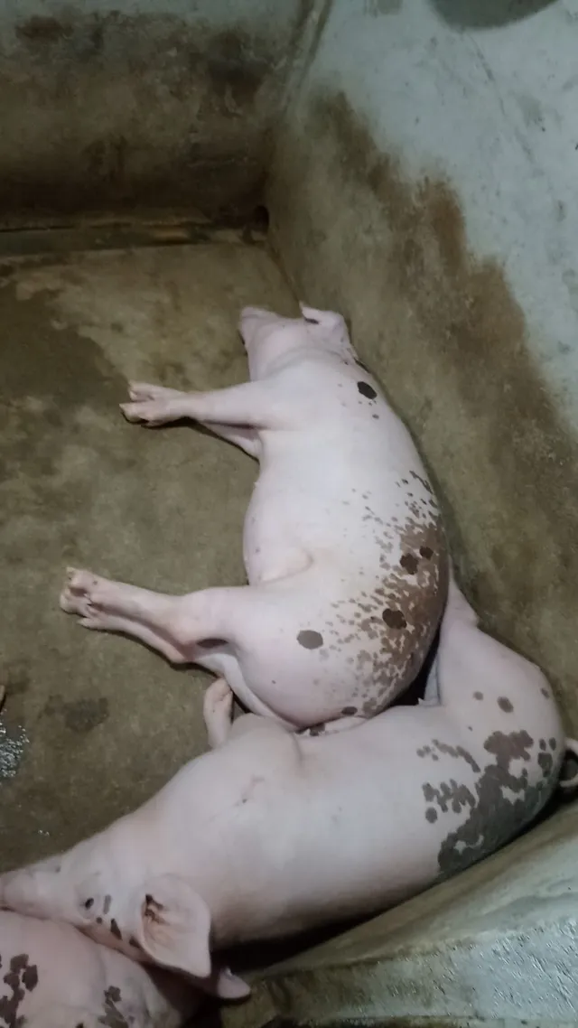 Vendo casal de Porcos, provavelmente porca já coberta! Retirada em Parnamirim!