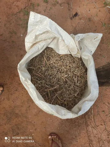 semente agropolo