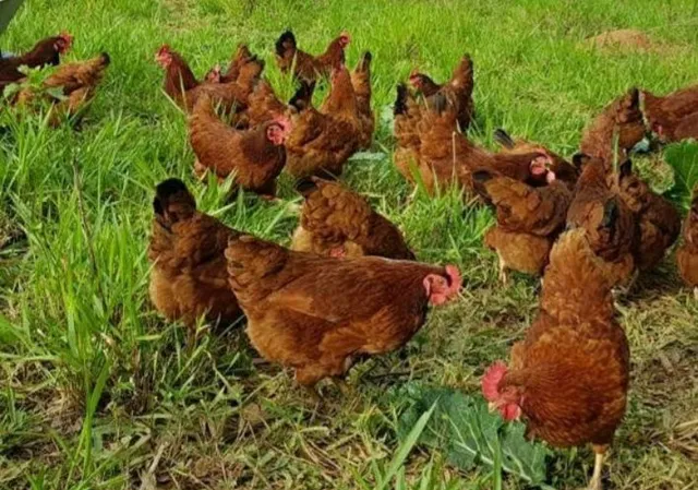 Ovos galados férteis poedeira EMBRAPA 051