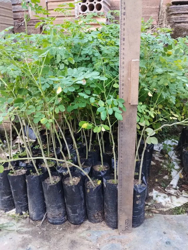 Mudas de moringa oleifera