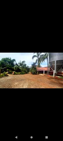 Granja de suínos ?