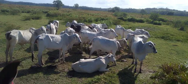 Vendo 16 vacas Tabapuã