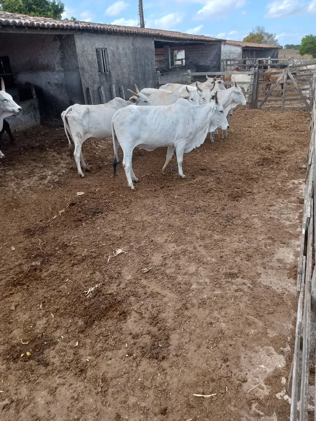 Vacas Nelore avenda 