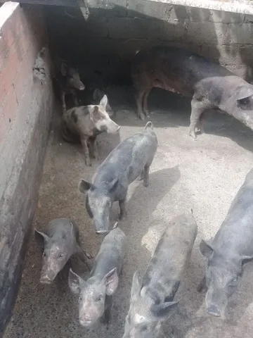 Leitoa caipira 