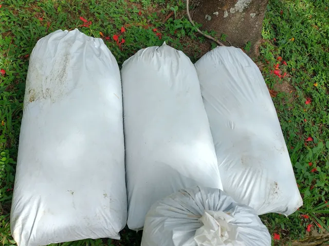 Esterco de gado 