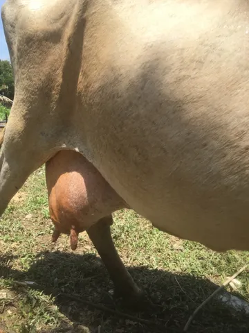 Vaca Jersey 