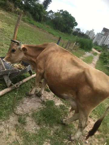 Vaca e terneiro