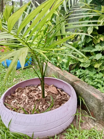 Mudas de Açaí de quase dois metros
