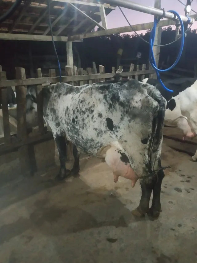 Vacas leiteiras