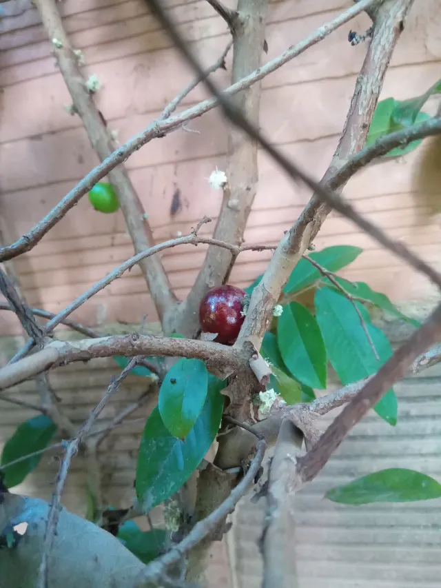 Mudas jabuticaba híbrida 