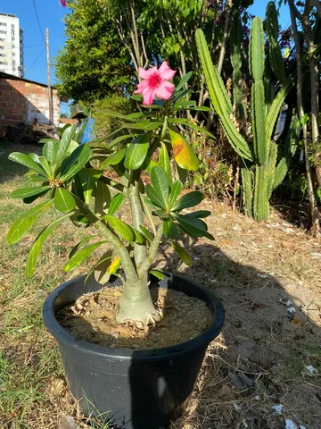 Rosa do deserto 