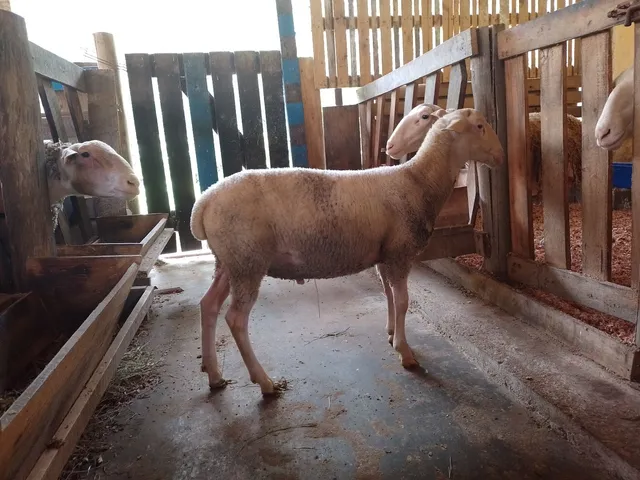 Borrego lacaune