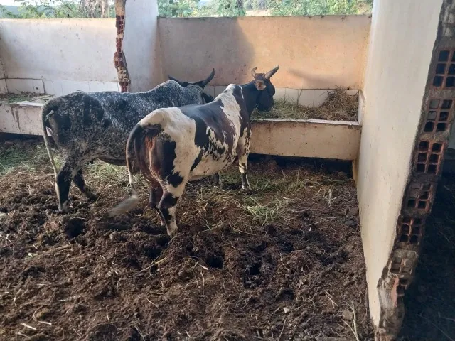 Vendo duas mini vacas (Leia o anúncio)