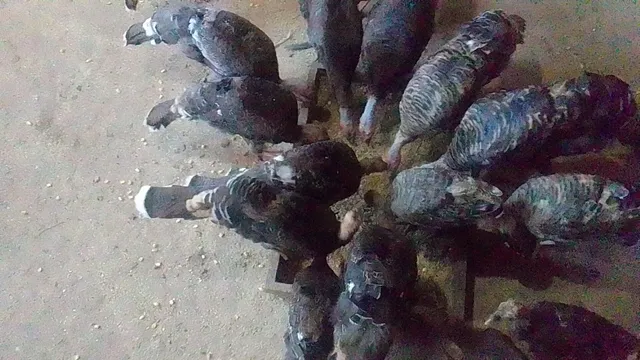 Venda de peru, 