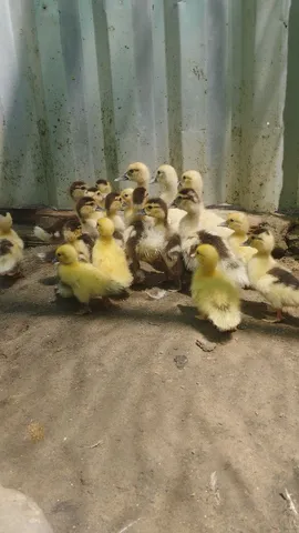 Vendo patinhos