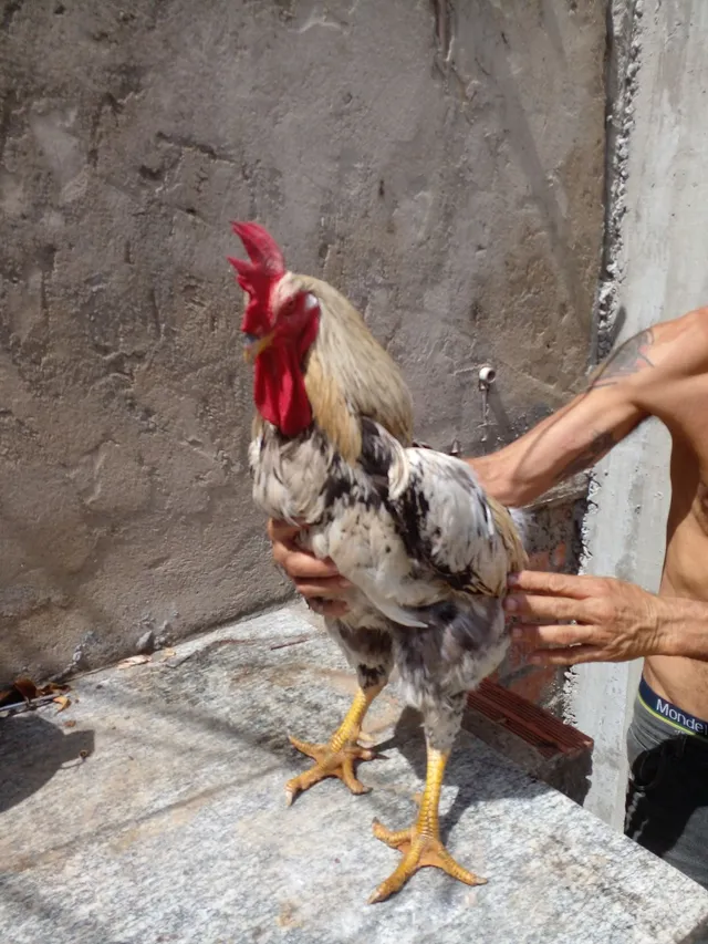 GALO BRAHMA DARK COM GSB