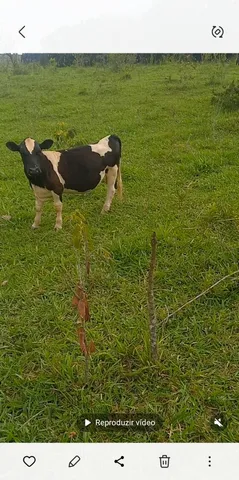 Mini boi