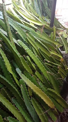 Mudas de pitaia 