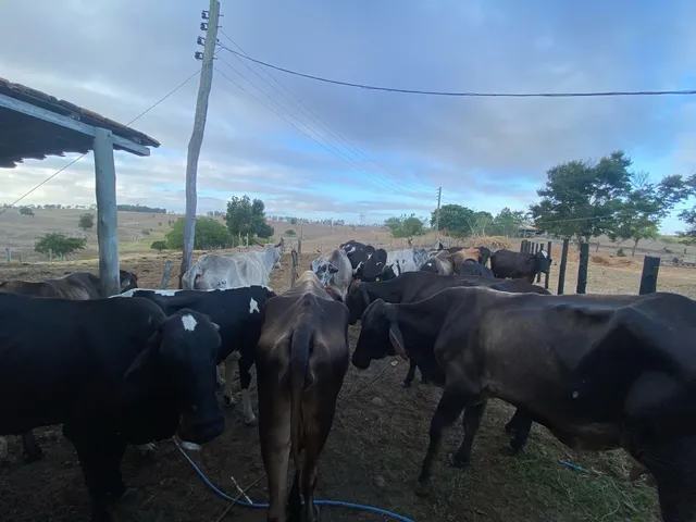 Gado leiteiro 