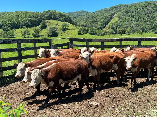 Novilhas braford e hereford registradas 
