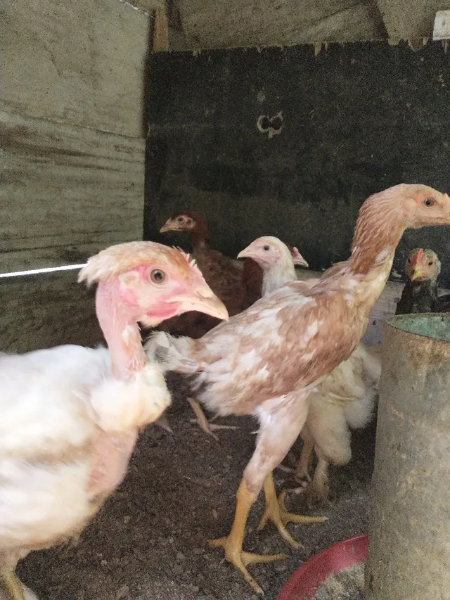 Vendo franguinhos de 2 Kilos cada uma. 20 reais cada 