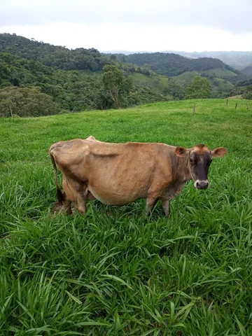 Vacas jersey em lactação