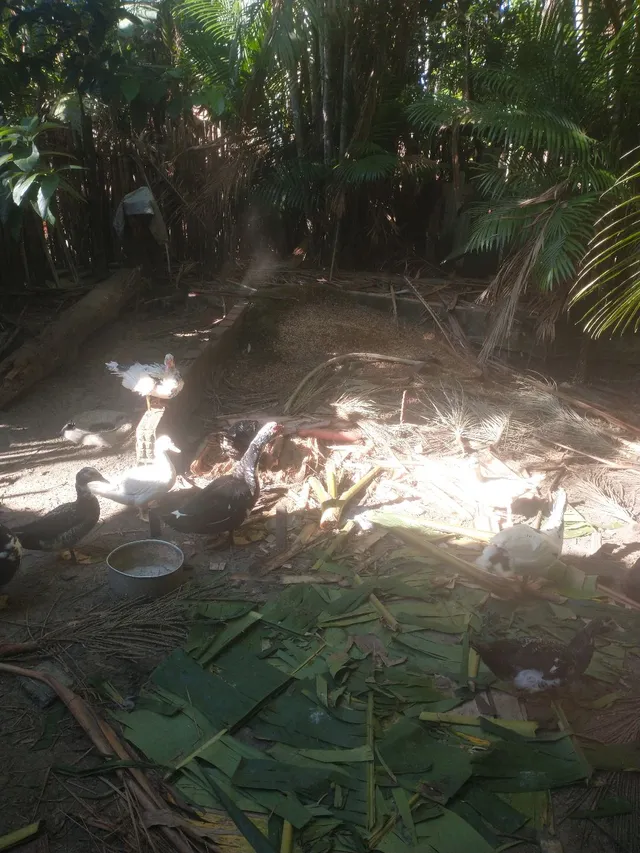 Venda de patos
