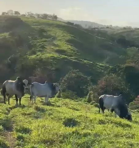VENDO bois com média de 20@