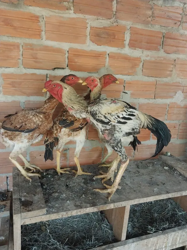 Índio Gigante